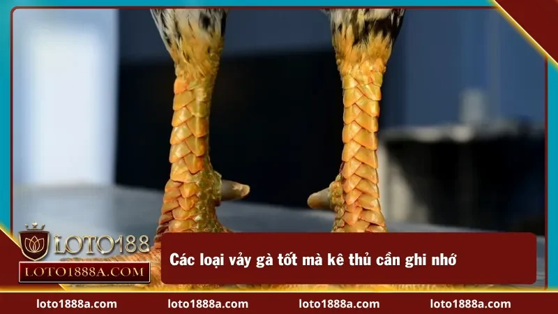 Chú ý các ưu điểm của gà khi xem vảy gà tốt xấu